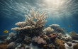 A desolate coral reef bleached white, surrounded by murky waters devoid of marine life
