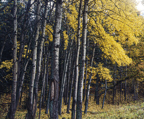 Sticker - autumn in the forest, sverige,sweden,Mats