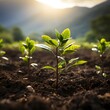 Coffee Bean seedlings planted in fertile soil