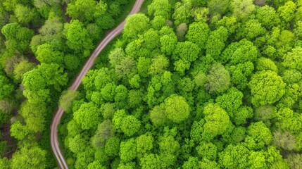 Poster - A forest with a road running through it