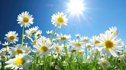 Wall Mural - A field of white daisies with the sun shining on them