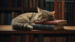 Cat sleep on a book on bookshelf