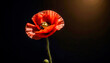 Realistic red poppy isolated on dark background Decorative flower for Remembrance Day