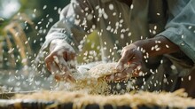 Farmer Selects The Impurity Out Off The Grain Jasmine Rice Seed By Traditional Hand Process. Rice Seeds Are Dried In The Sun After Being Harvested From Rice Fields And Milling.