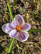 View from above to the sunlighted beautiful single white and purple crocus with orange yellow pestle with geometrically situated narrow leaves growing on the spring soil with dry grass 