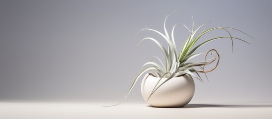 Wall Mural - A white vase containing a vibrant green air plant, adding a touch of nature to the room.