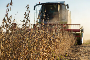 Wall Mural - Harvesting of soybean