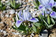 Iris Bonnie Babe flowers