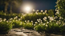 Witness the magical allure of moonlight casting its gentle glow on a garden adorned with young plants and flowers in this breathtaking 4k video. seamless looping, relaxing nature videos, calming 
