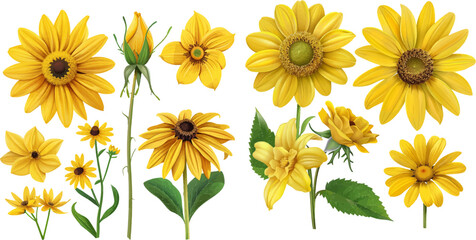 Poster - Set of beautiful realistic yellow flowers