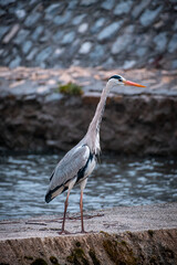 Heron hunting on the river in middle of the town