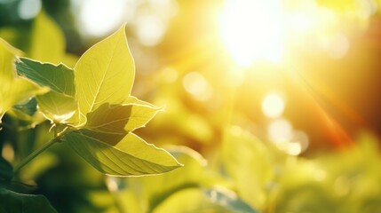 Poster - Detailed close up of a plant with the sun shining in the background. Perfect for nature and gardening concepts