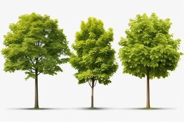 Poster - Image of four different types of trees on a plain white background. Suitable for educational materials or nature-themed designs