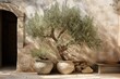 olive tree in a courtyard