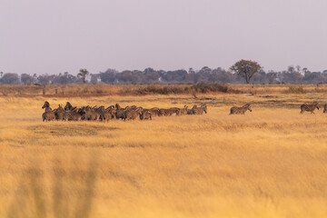 Wall Mural - Telephoto shot of a large herd of Burchell's Plains zebras, Equus quagga burchelli, running on the dry lands of the Okavango Delta, Botswana.