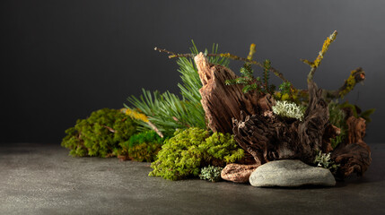 Wall Mural - Northern natural composition with lichen, moss, pine branches and driftwood.