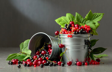 Wall Mural - Cherries, red and black currants in a small metal bucket.