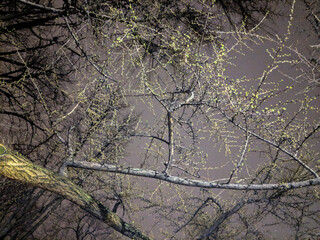 Wall Mural - Side walk trees at night in Manhattan