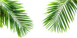 Fototapeta  - Isolated palm tree branch on transparent