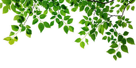 Wall Mural - Isolated green leaves on white