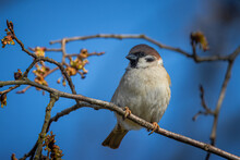 Eurasian Tree Sparrow Sits On A Thin Branch Without Leaves And Looks Toward The Camera Lens On A Sunny Spring Day. Close-up Portrait Of Eurasian Tree Sparrow With Blue Sky Background And Copyspace.