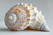 Rapan shell on a white background