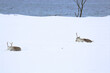 Renne dormono nella neve sull'isola di Hinnoya, Norvegia
