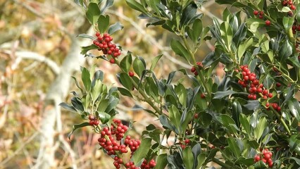 Wall Mural - Christmas holly branches with red berries on the blurred garden background. Ilex aquifolium  or acebo plant.