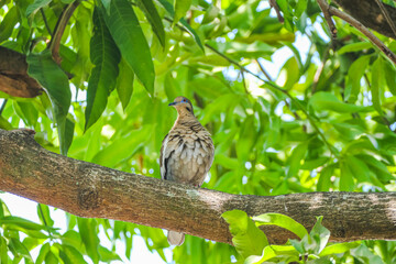 bird on a tree