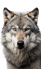  face of a serious wolf on a white background photo сreated with Generative Ai