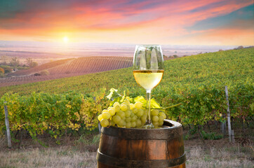 Wall Mural - Beautiful vineyards at sunset in Tuscany, Italy. High quality photo