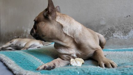 Wall Mural - Dog lying on mat with rawhide bone looking away.