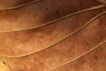 Leaf Background Texture 