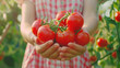Freshly picked ripe red tomatoes in woman's hand