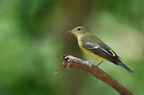 Fototapeta Kwiaty - Beautiful birds in nature Yellow rumped Flycatcher