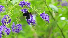 A Large Carpenter Bee Collects Pollen From Purple Flowers. Plant Pollination, Xylocopa.