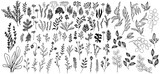 Fototapeta Panele - Meadow flowers, tree branches, algae water plants, corals isolated on white. Seaweeds polyps set. Banana leaves. Branches berries twigs flowers. Seaweeds coral reef underwater plans vector collection.