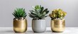 Three different potted plants are placed on top of a table, each displaying unique characteristics and colors. The plants seem healthy and well taken care of,