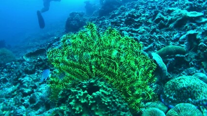 Wall Mural - crinoid and diver in the sea