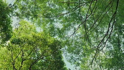 Wall Mural - Bottom up view of lush green foliage of trees with morning. Spring and summer background