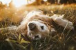 beige golden retriever dog companion lying on the grass in summer or autumn park