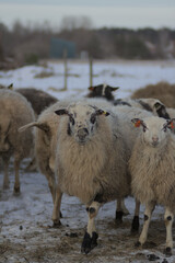 Sticker - sheep in a snow - covered field with snowy ground behind them