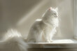 Regal white cat in a sunlit room, its gaze deep and reflective