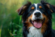 © Ammad - ovely dog Australian Shepherd posing.AI generated