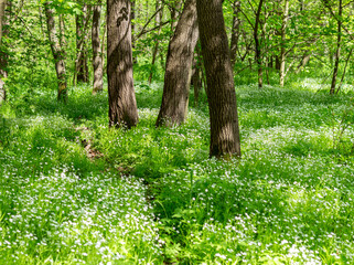 Poster - white flowers in the spring forest