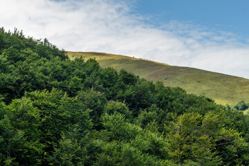 Poster - summer landscape in the mountains