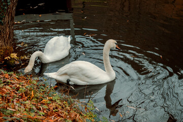 Swans are the largest species of waterfowl. A swan pair is two swans near the shore. Birds in the park pond. The elegance of nature. Two white swans are swimming in a pond. Two swans on the lake. 