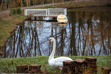 the elegance of nature. birds in the park pond. two white swans are swimming in a pond. two swans on