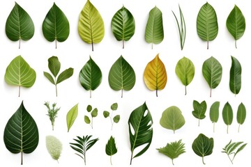 Poster - Various green leaves on a plain white background. Perfect for botanical designs