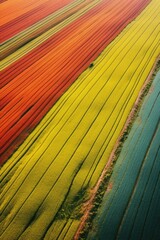 Poster - Beautiful aerial view of colorful tulip field. Great for spring concepts